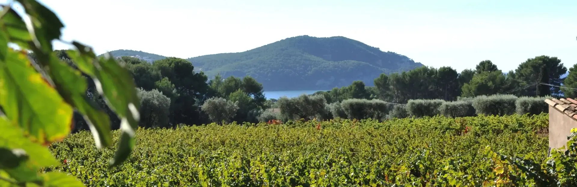 Nos vins